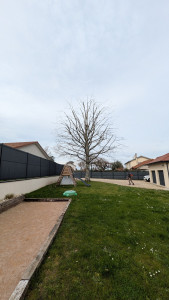 Photo de galerie - Taille d'un chêne 
