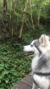 Photo de galerie - Garde chien