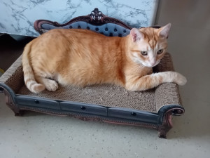 Photo de galerie - Je suis disponible pour garder vos chats ? 