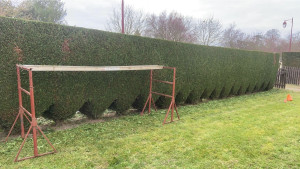 Photo de galerie - Taille de haies et d'arbustes