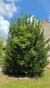 Photo de galerie - Paysagiste - Aménagement du jardin