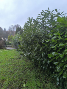 Photo de galerie - Elagage et coupe d'arbres