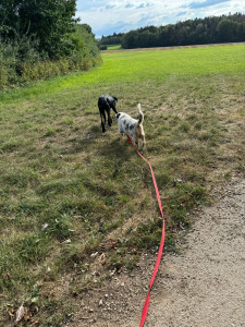 Photo de galerie - Garde de chien (promenade) 