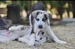 Photo de galerie - Garde et balade d’animaux !