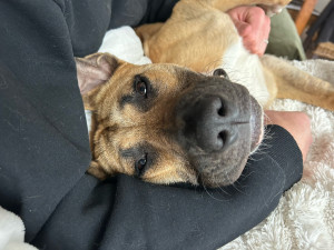 Photo de galerie - Une photo de mon gros loulou, il est très sociable et serait ravi de rencontrer les votre !