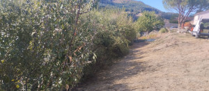 Photo de galerie - Elagage et coupe d'arbres