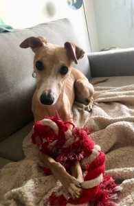 Photo de galerie - Garde chien