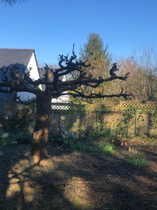 Photo de galerie - Taille d’un petit arbre 