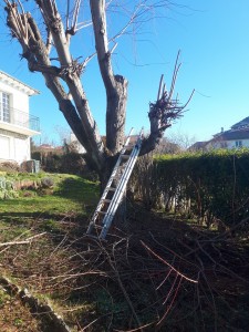 Photo de galerie - Elagage et coupe d'arbres