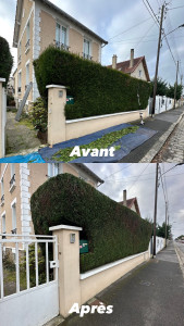 Photo de galerie - Taille de haie de cyprès