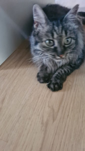 Photo de galerie - Garde d'une petite minette adorable.