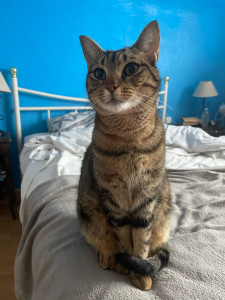Photo de galerie - Garde chat , litière , nourriture 