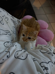Photo de galerie - Garde chat