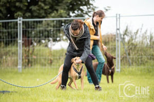 Photo de galerie - Dressage