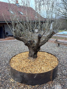 Photo de galerie - Mise en place d’un corten autour d’un Olivier centenaire. 