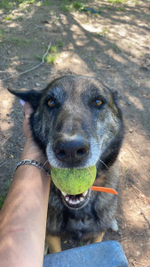 Photo de galerie - Je travaillais dans un refuge canin