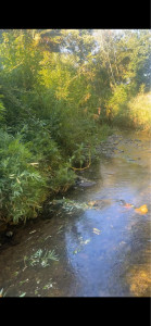 Photo de galerie - Tonte de pelouse - Débroussaillage