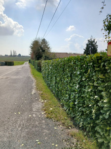 Photo de galerie - Taille de haies 