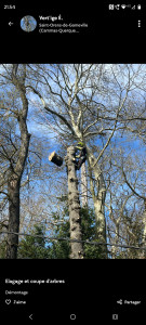 Photo de galerie - Elagage et coupe d'arbres