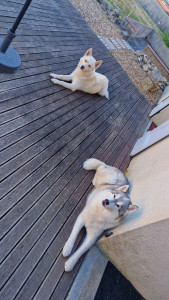 Photo de galerie - Garde d'un husky