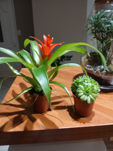 Photo de galerie - Ménage, repassage, livraison de courses et arrosage de vos plantes : je m’occupe de tout pour vous simplifier la vie.