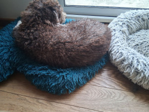 Photo de galerie - Toilettage