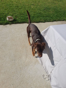 Photo de galerie - Loki