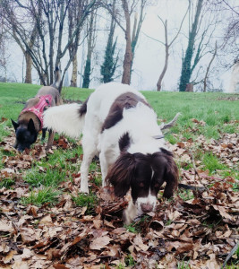 Photo de galerie - Garde chien