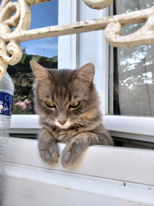 Photo de galerie - Mon chat