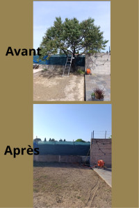 Photo de galerie - Coupe d’arbres 