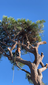 Photo de galerie - Elagage et coupe d'arbres