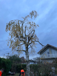 Photo de galerie - Elagage et coupe d'arbres