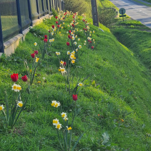 Photo de galerie - Plantation de bulbes