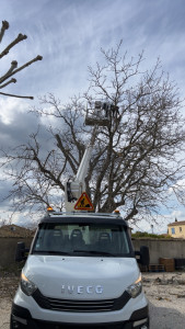 Photo de galerie - Étêtage de chêne 