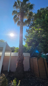 Photo de galerie - Elagage et coupe d'arbres