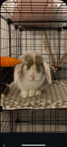 Photo de galerie - Pet sitting de Mr Paillette, lapin d’une amie