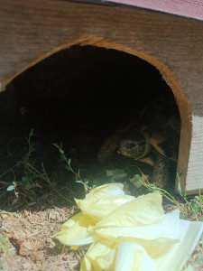 Photo de galerie - Août 2026 Rezé
visite tortue 