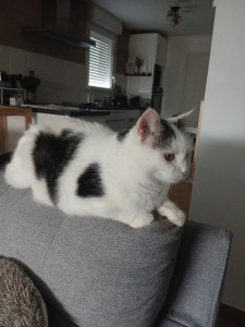 Photo de galerie - Garde chat