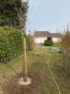 Photo de galerie - Plantation de fruitier 