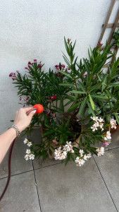 Photo de galerie - Jardinier
