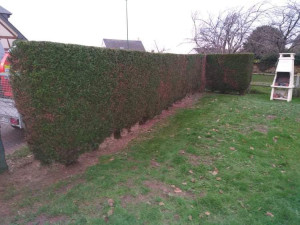 Photo de galerie - Taille de haie 