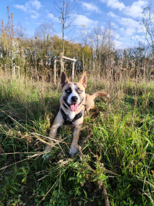 Photo de galerie - Garde chien