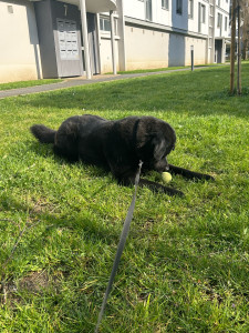 Photo de galerie - Promenade quotidienne lors de l’absence de sa propriétaire 