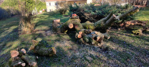 Photo de galerie - Débitage d'un arbre tombé 
