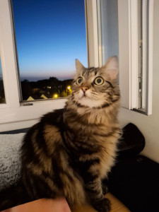 Photo de galerie - Garde de chat