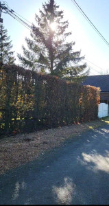 Photo de galerie - Taille de haies et d'arbustes