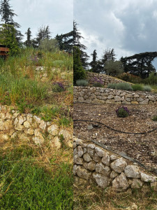 Photo de galerie - Déserbage et entretien des fleurs