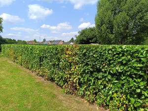 Photo de galerie - Taille de haies et d'arbustes
