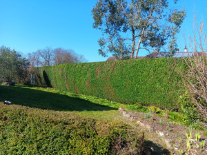 Photo de galerie - Taille de haie
