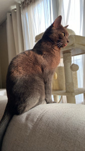 Photo de galerie - Garde de chat